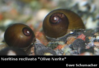 Neritina reclivata "Olive Nerite"