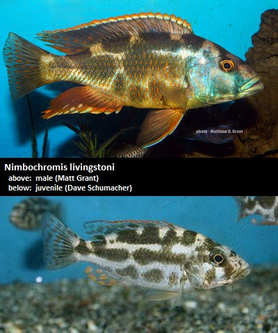 Nimbochromis livingstonii Lake Malombe ''Blue''