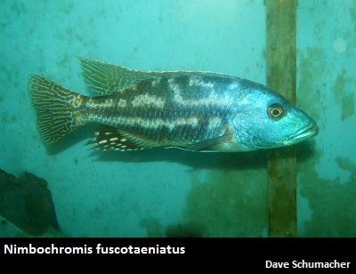 Nimbochromis fuscotaeniatus