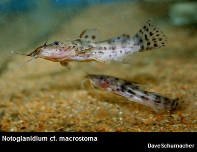 Stroud Fish Catfish & Plecos – Dave's Rare Aquarium Fish
