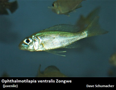 Ophthalmotilapia ventralis Zongwe ''Orange''