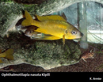 Ophthalmotilapia nasuta Kipili "Gold"