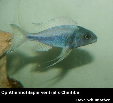 Ophthalmotilapia ventralis Chaitika "Black Head"