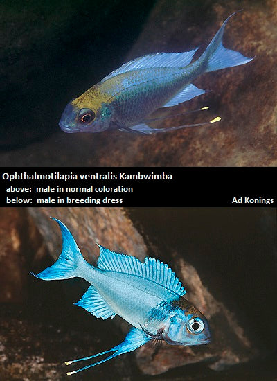 Ophthalmotilapia ventralis Kambwimba "Orange Cap"