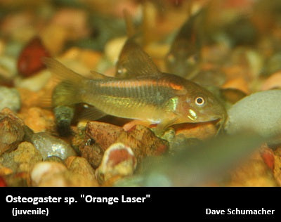 Osteogaster (Corydoras) sp. "Orange Laser"