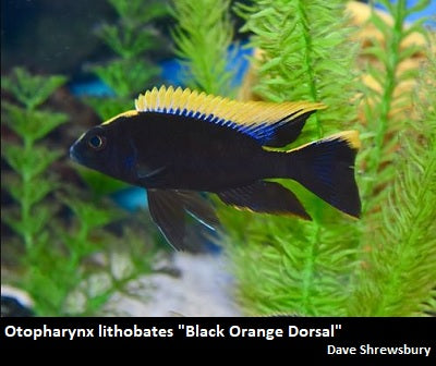 Otopharynx lithobates ''Black Orange Dorsal''