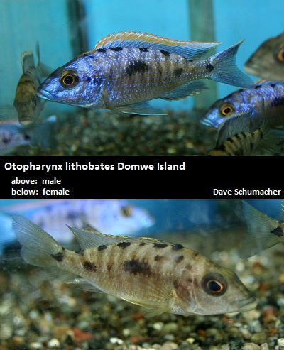 Otopharynx lithobates Domwe Island ''Red Top''