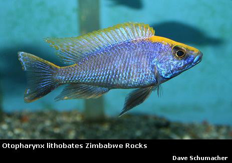 Otopharynx lithobates Zimbawe Rock ''Yellow Blaze''