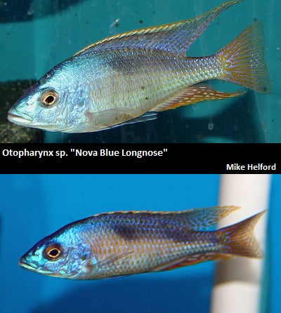 Otopharynx sp. ''Nova Blue Longnose''