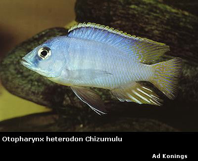 Otopharynx heterodon "Powder Blue"