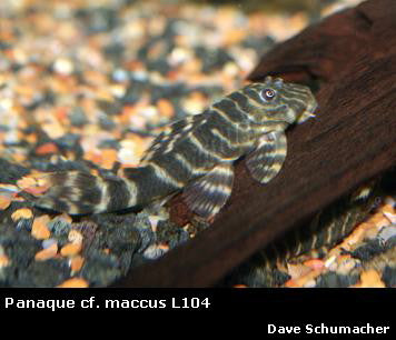 Panaquolus maccus L104 Colombia "Clown Pleco"