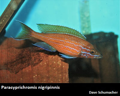 Paracyprichromis nigripinnis "Blue Neon"