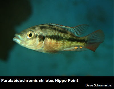 Paralabidochromis chilotes Hippo Point, Kenya