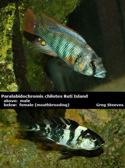Paralabidochromis chilotes Ruti Island