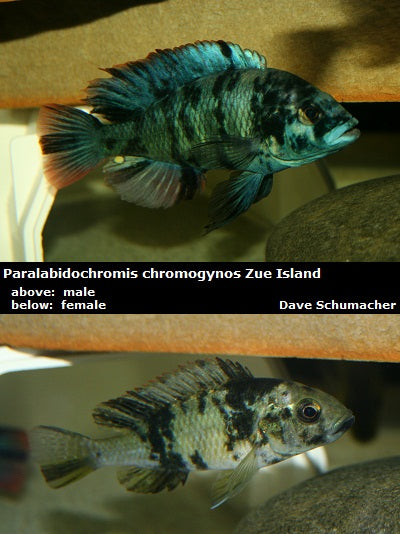 Paralabidochromis chromogynos Zue Island