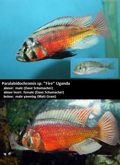 Paralabidochromis sp. ''Fire'' Uganda