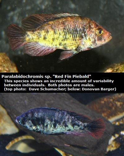 Paralabidochromis sp. ''Red Fin Piebald''