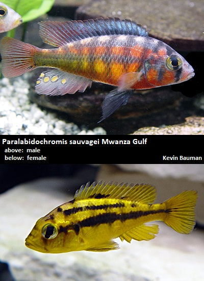 Paralabidochromis sauvagei Mwanza Gulf 