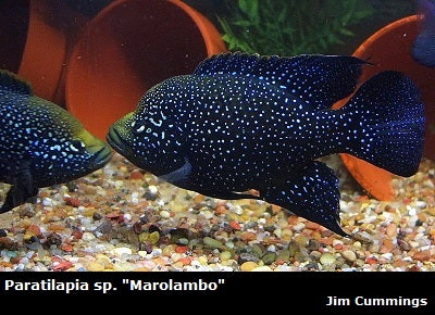 Paratilapia sp. "Marolambo" Nosivolo River