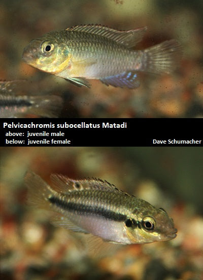 Pelvicachromis subocellatus Matadi (pair)