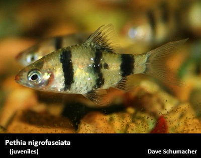 Pethia nigrofasciata "Black Ruby Barb"