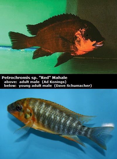 Petrochromis sp. "Red" Mahale