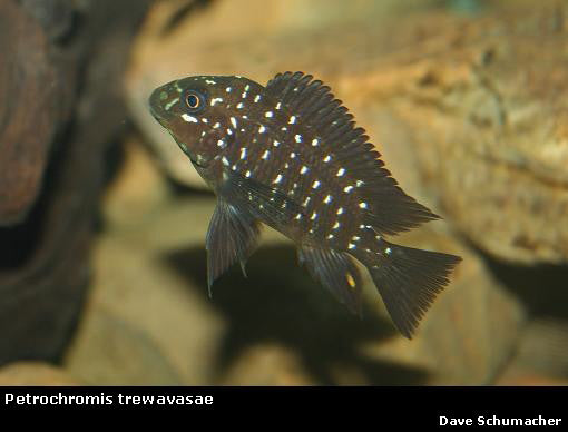 Petrochromis trewavasae Moliro