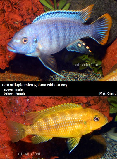 Petrotilapia microgalana Nkhata Bay ''Small Blue''