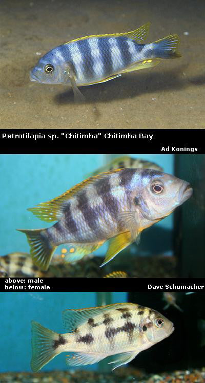 Petrotilapia sp. ''Chitimba'' Chitimba Bay