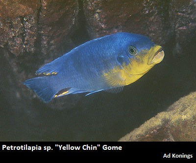 Petrotilapia sp. ''Yellow Chin'' Mbenji