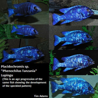 Placidochromis sp. ''Phenochilus Tanzania'' Lupingu