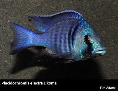 Placidochromis electra Likoma "Deep Water"