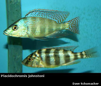 Placidochromis johnstoni