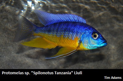 Protomelas sp. ''Spilonotus Tanzania'' Liuli