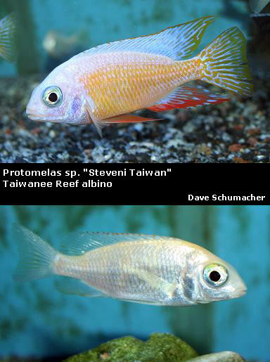 Protomelas sp. ''Steveni Taiwan'' Taiwanee Reef albino