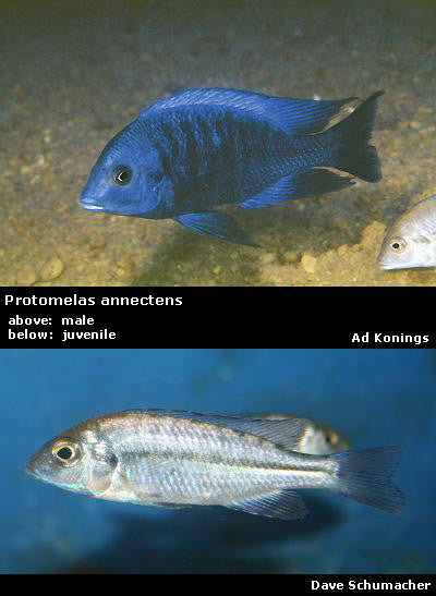 Protomelas annectens Manda