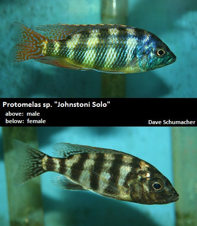 Protomelas sp. "Johnstoni Solo" Makonde