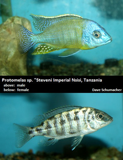 Protomelas sp. "Steveni Imperial" Msisi "Imperial Tigress"
