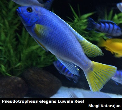 Pseudotropheus sp. ''Acei'' Luwala Reef ''Yellow Tail Acei''