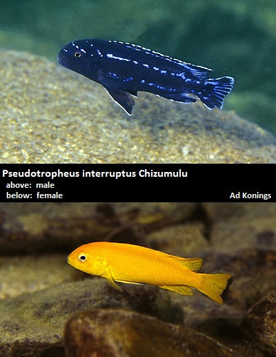 Pseudotropheus interruptus Chizumulu