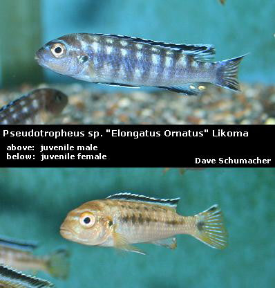 Chindongo sp. ''Elongatus Ornatus'' Likoma