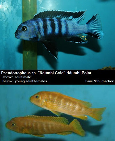 Pseudotropheus sp. ''Ndumbi Gold'' Ndumbi Point