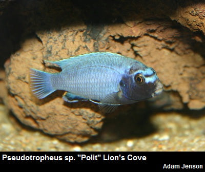 Pseudotropheus sp. ''Polit'' Lion's Cove