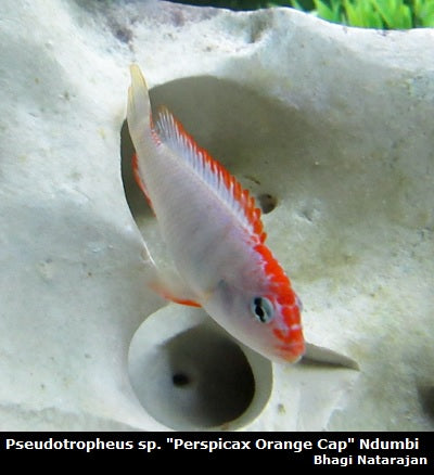 Pseudotropheus sp. "Perspicax Orange Cap" Ndumbi