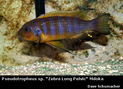 Metriaclima sp. "Zebra Long Pelvic" Mdoka