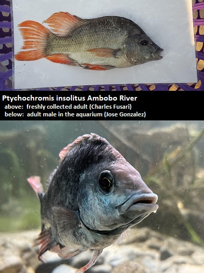 Ptychochromis insolitus Ambobo River