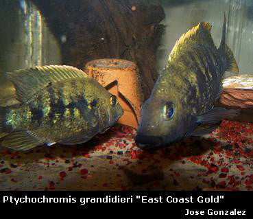 Ptychochromis grandidieri "East Coast Gold"