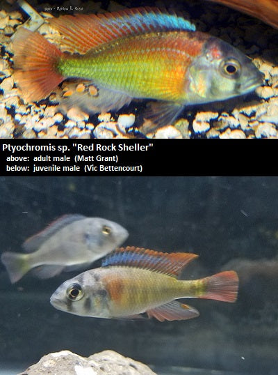 Ptyochromis sp. ''Red Rock Sheller''
