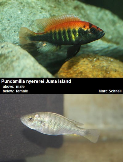 Pundamilia nyererei Juma Island