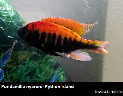 Pundamilia nyererei Python Island